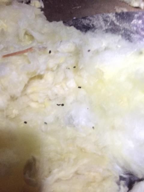 Rodent droppings in crawlspace insulation.  Rats c