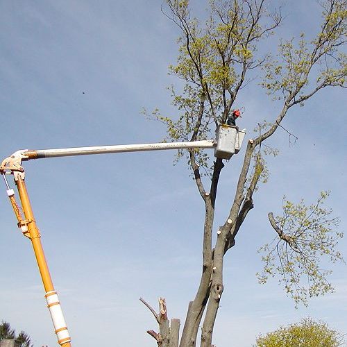 Tree maintenance