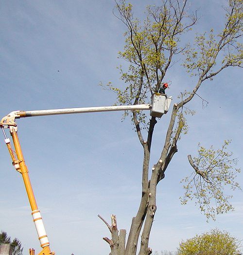 Milam Tree Service