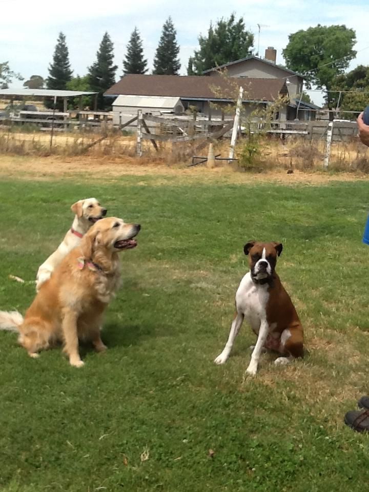 handling more than one dog all off leash is where 