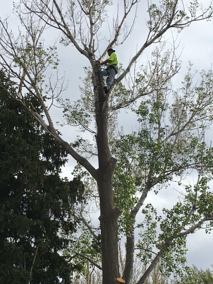 A Cut Above Tree Care LLC
