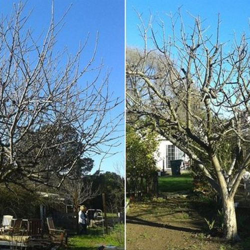 Fuji apple tree, before and after winter pruning.