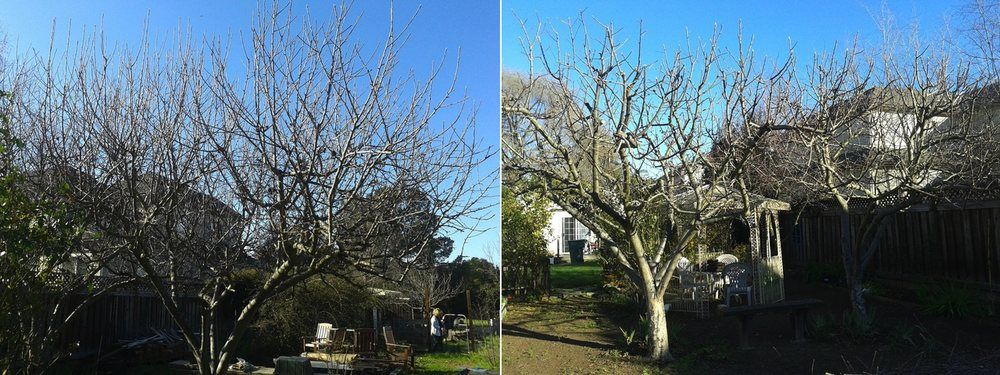 Fuji apple tree, before and after winter pruning.