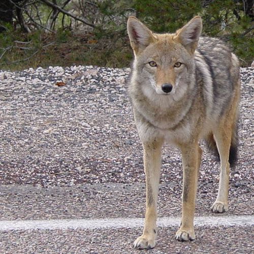 COYOTES IN URBAN AREAS HAVE BECOME A BIG PROBLEM
