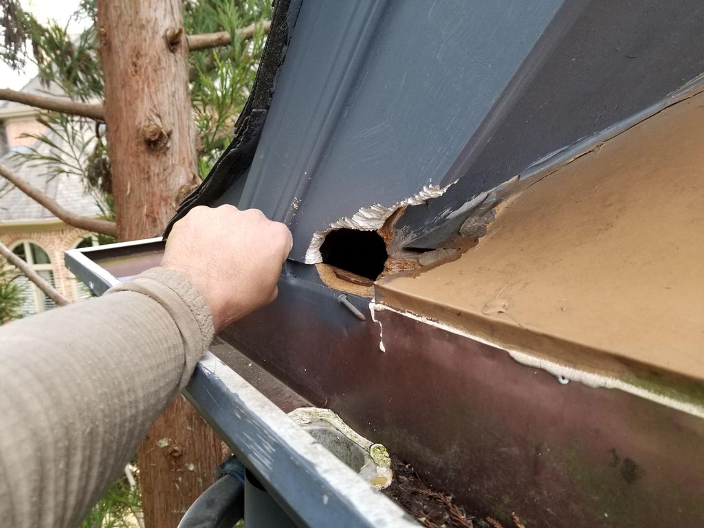 Squirrels will come back every year, sometimes twi