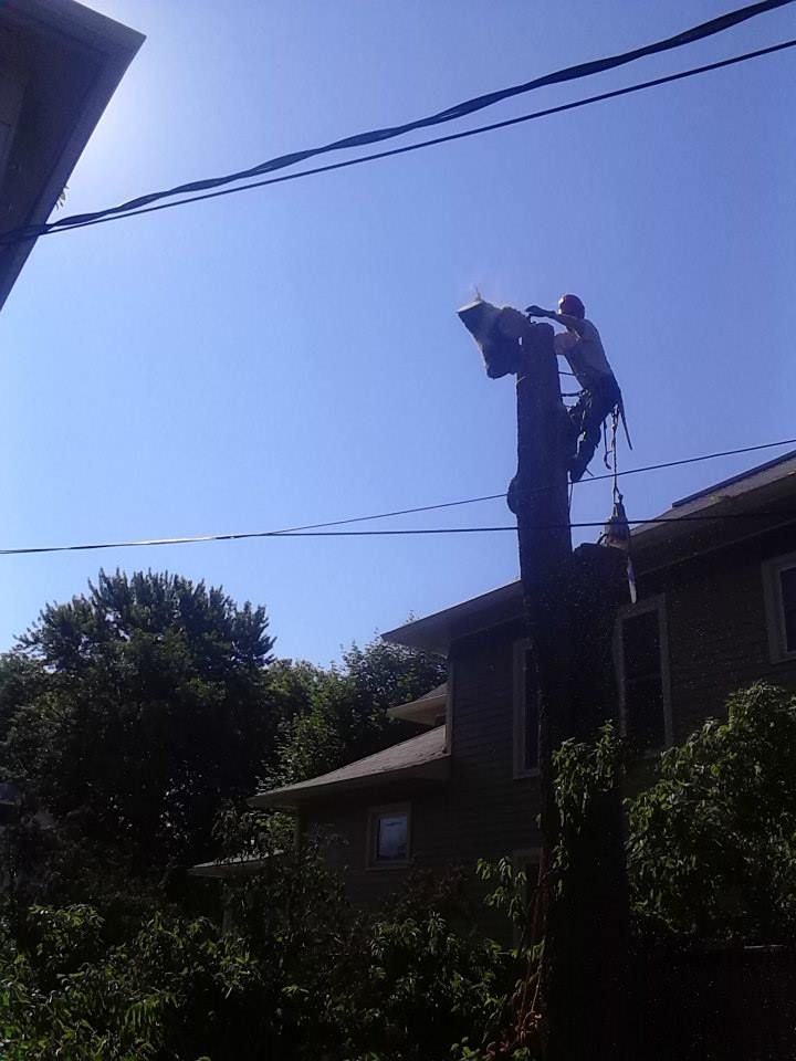 hackberry removal (after)