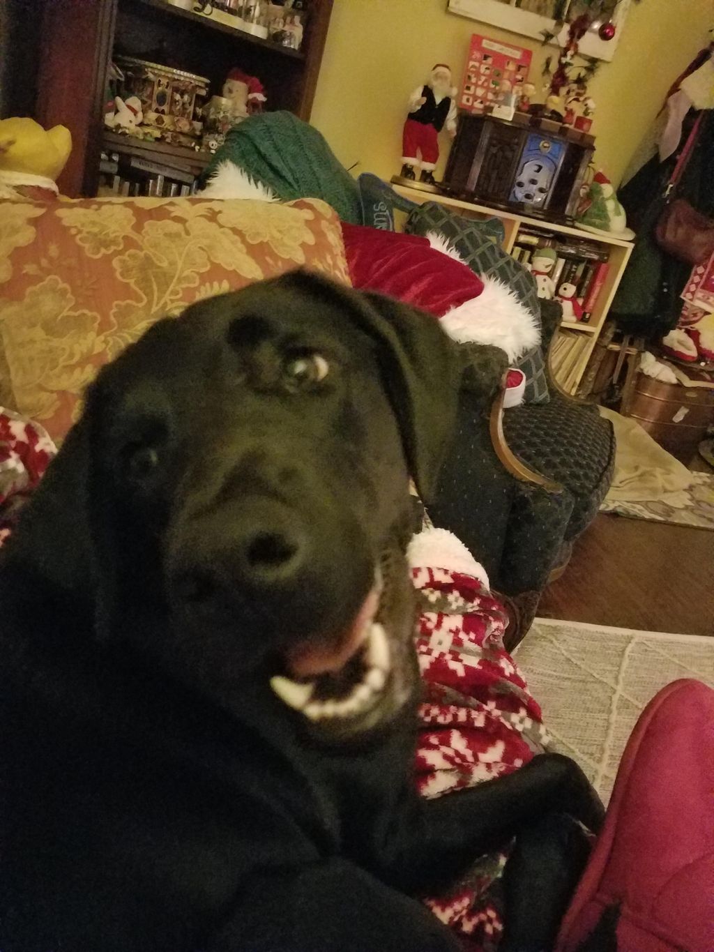 Lexington at Christmas! 2016