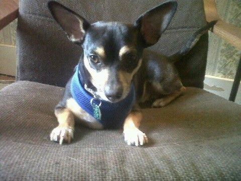 Willie came from a shelter and needed help re-adju