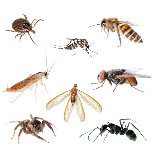 Run Pest Control can exterminate for a variety of 