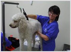 Dog Grooming In Lewisville Local Area Plus