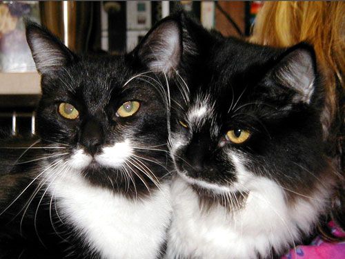 Love your kitties! We will too! Call us and schedu