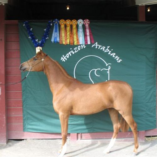Halter/Sport Horse