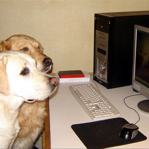 client dogs in front of a computer.