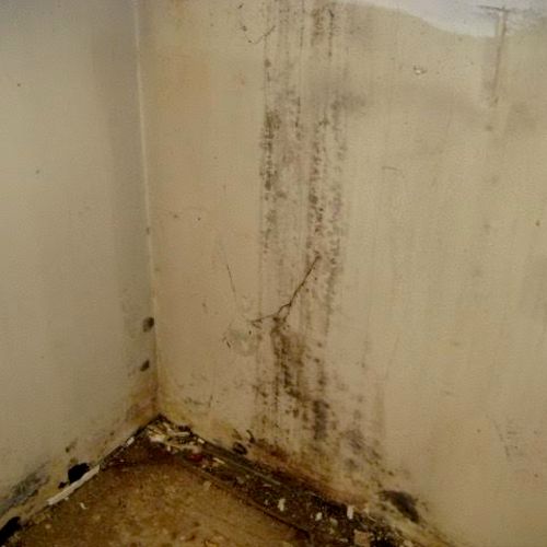 Mold found behind water damaged cabinets
