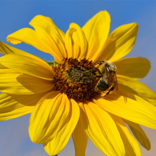 HD photography of bee on flower from 40 yards