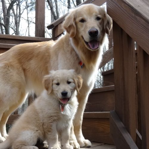Kaper and Kona - My Practical Pups!
