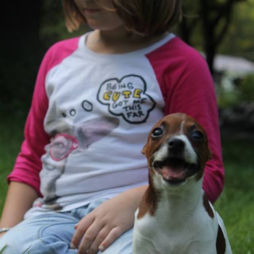 Little girl and her Rat Terrier puppy