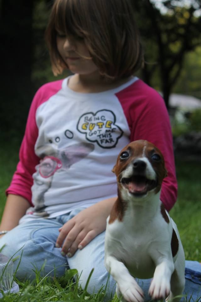 Little girl and her Rat Terrier puppy