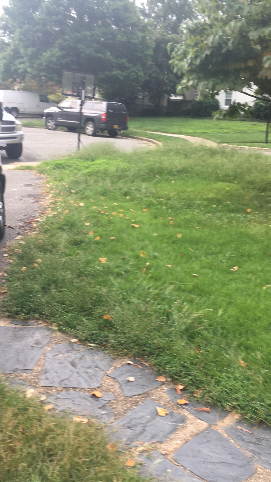 Before grass cutting 