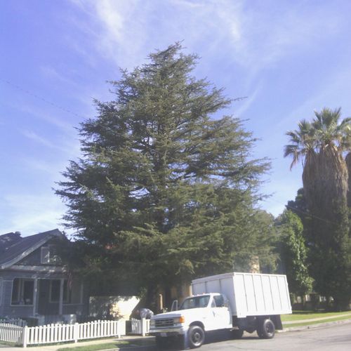 Cedrus Deodara (California Christmas Tree) #1 in t