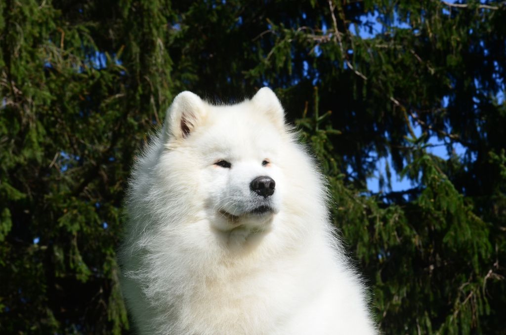 This is our recently retired, Best in Show winning