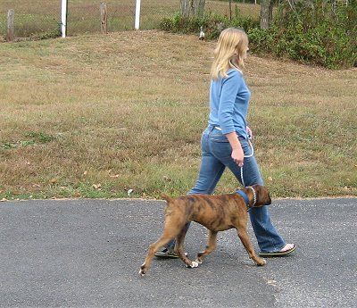 Dog Walking a Boxer, proper walking style.