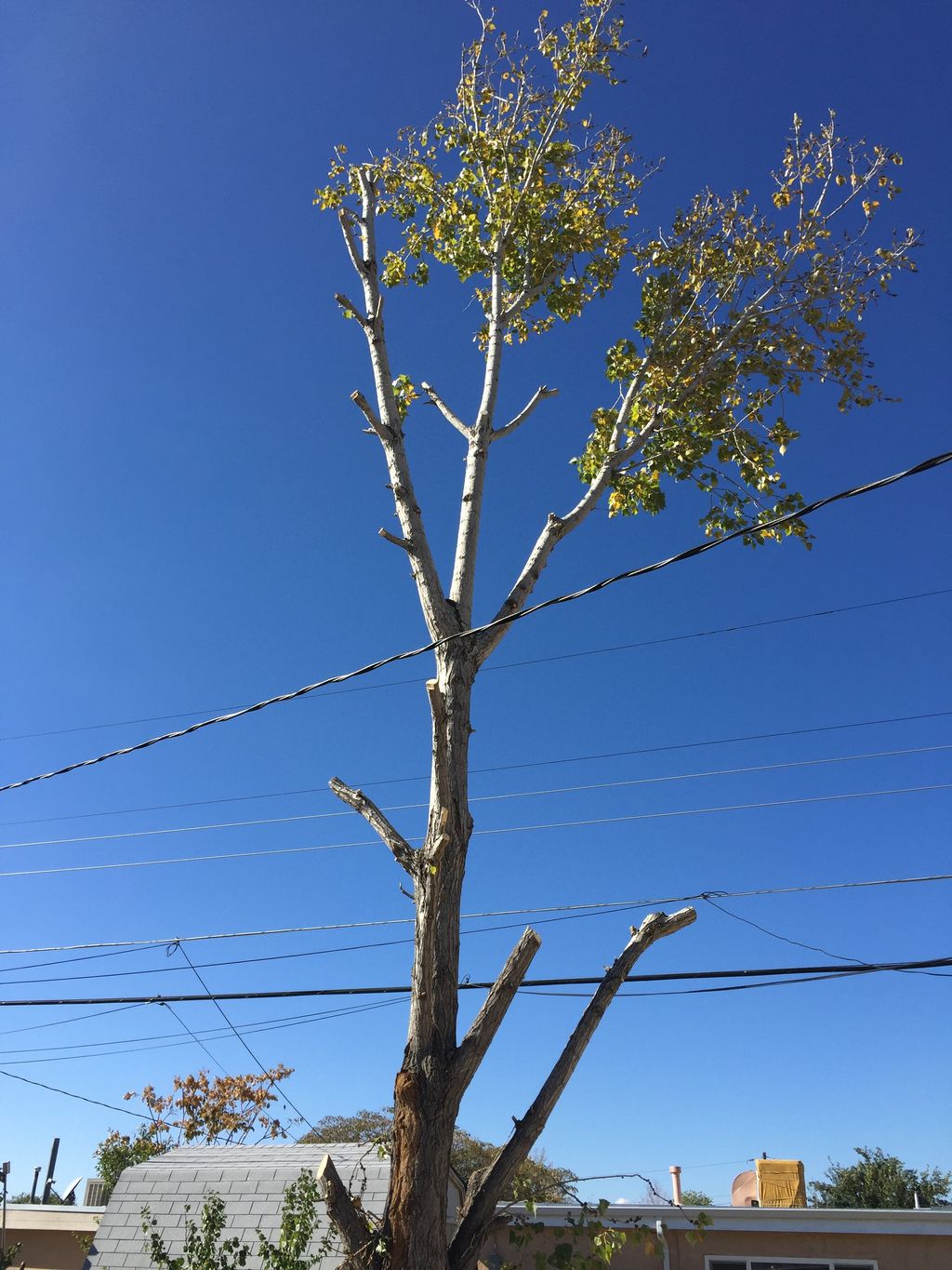 This is a hazardous tree removal.  Taking down a t