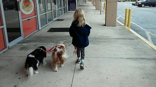 Loose leash walking at its best!
