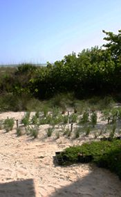 Properly managed preserves and naturalized areas a