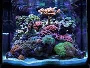 Nano-Reef system