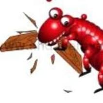 Hardy & Hayes Termite Certification & Treatment...
