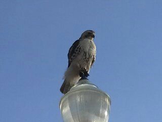 Majestic Red Tail Hawk!
