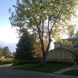 A maple tree trimmed after the big mother day snow