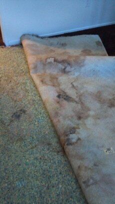 Damage from dog urine to carpet.  Resulting in ext
