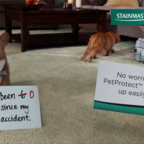 Stainmaster Pet Protect Carpet
You will LOVE it!