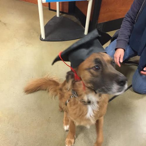 My dog Rusty's Graduation