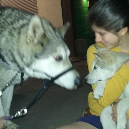  New wolfdog rescue Finn sniffs River, the Ambassa