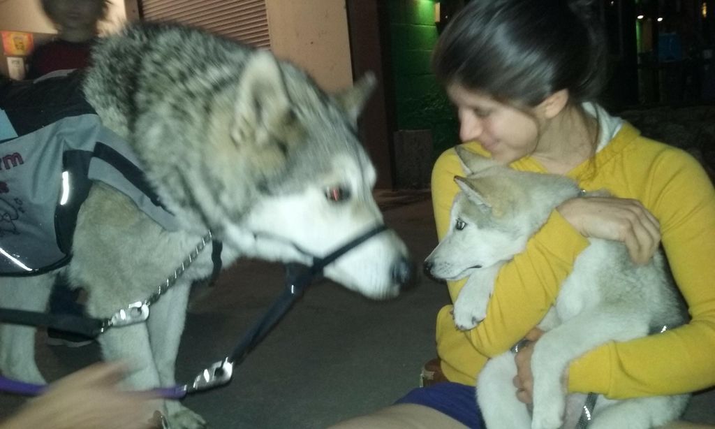  New wolfdog rescue Finn sniffs River, the Ambassa