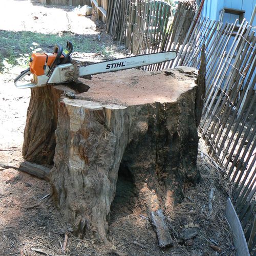Large tree stump in need of removal