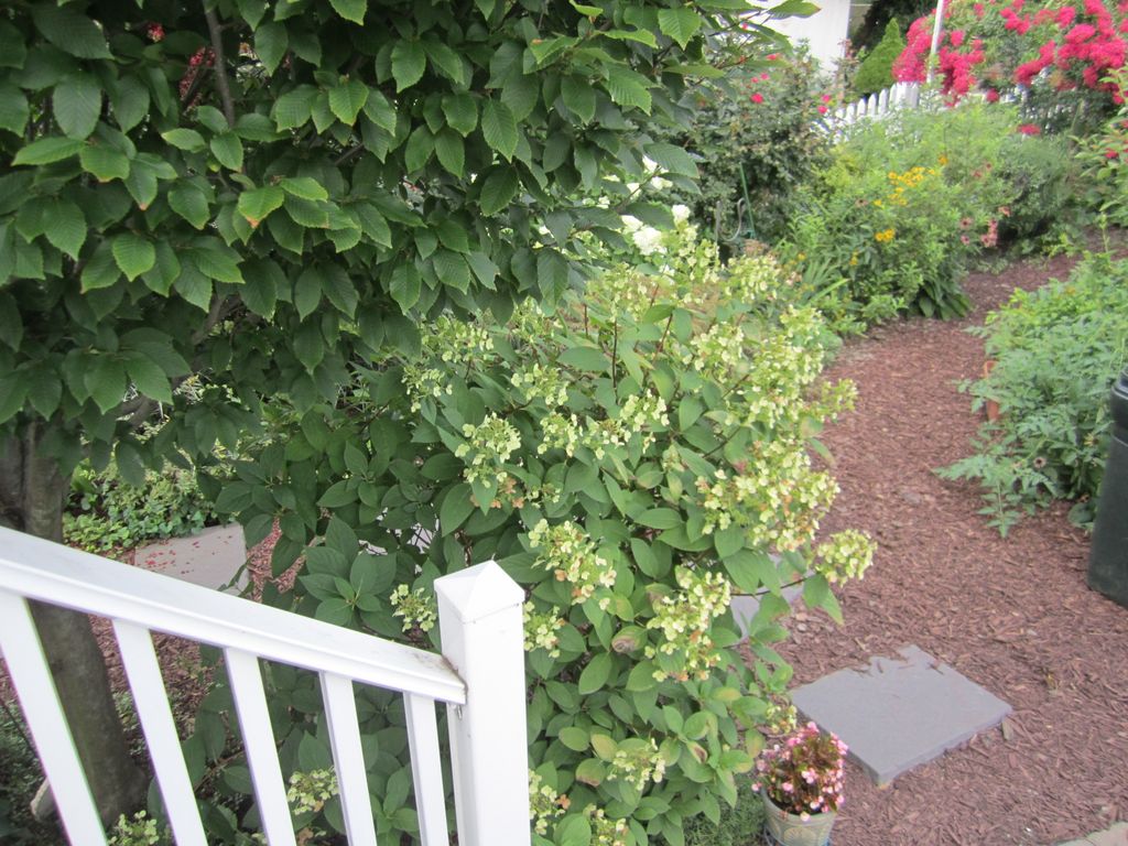 More garden.