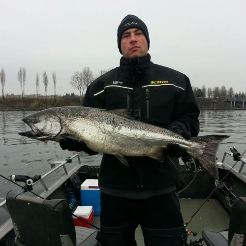 Columbia River Spring Chinook