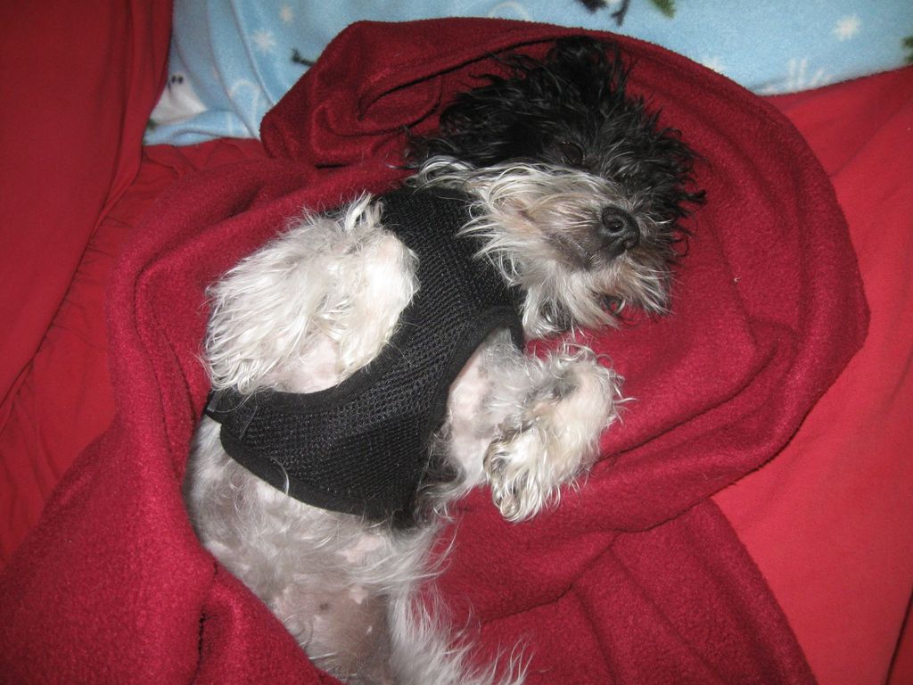 Cuba, Havanese