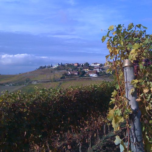 Autumn in the vineyards near Treiso in the Barbare