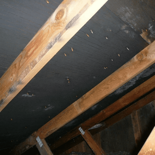 Solid layer of mold in the attic - before treatmen