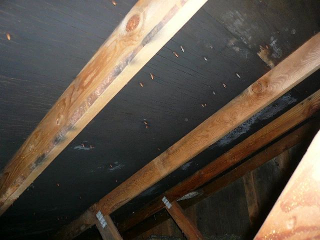 Solid layer of mold in the attic - before treatmen