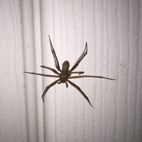 Brown Recluse spiders are prevalent in Georgia! Ou