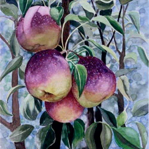 Purple Pears, watercolor