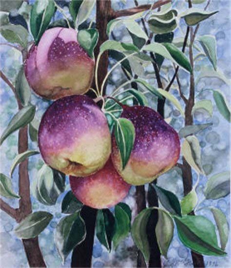 Purple Pears, watercolor