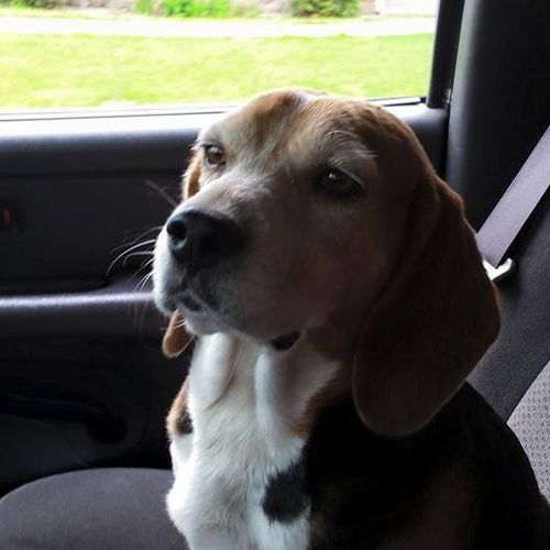 Buddy my beagle. Couldn't walk when I first adopte