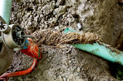 Legacy can remove tree root intrusion professional
